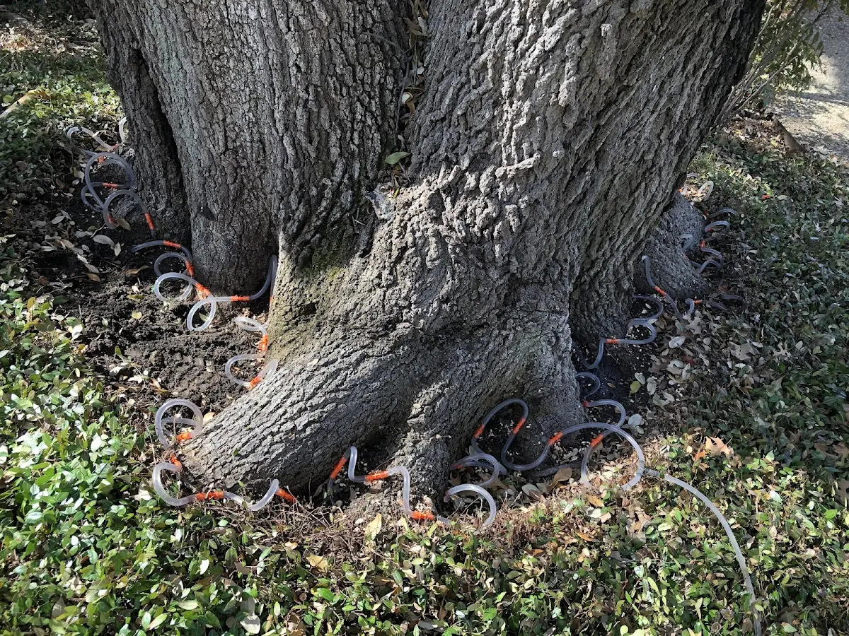 Detailed Tree Cabling and Bracing job site in Fossil