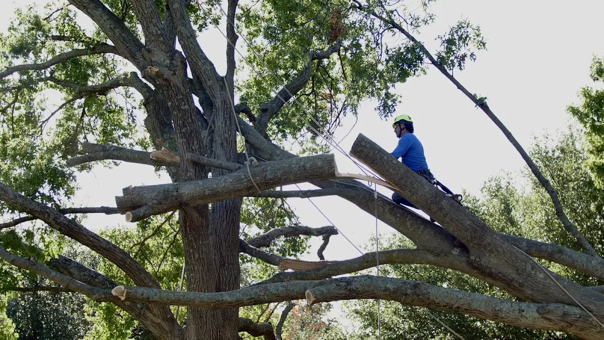 Professional Hazardous Tree Removal performed by certified arborists in Fossil