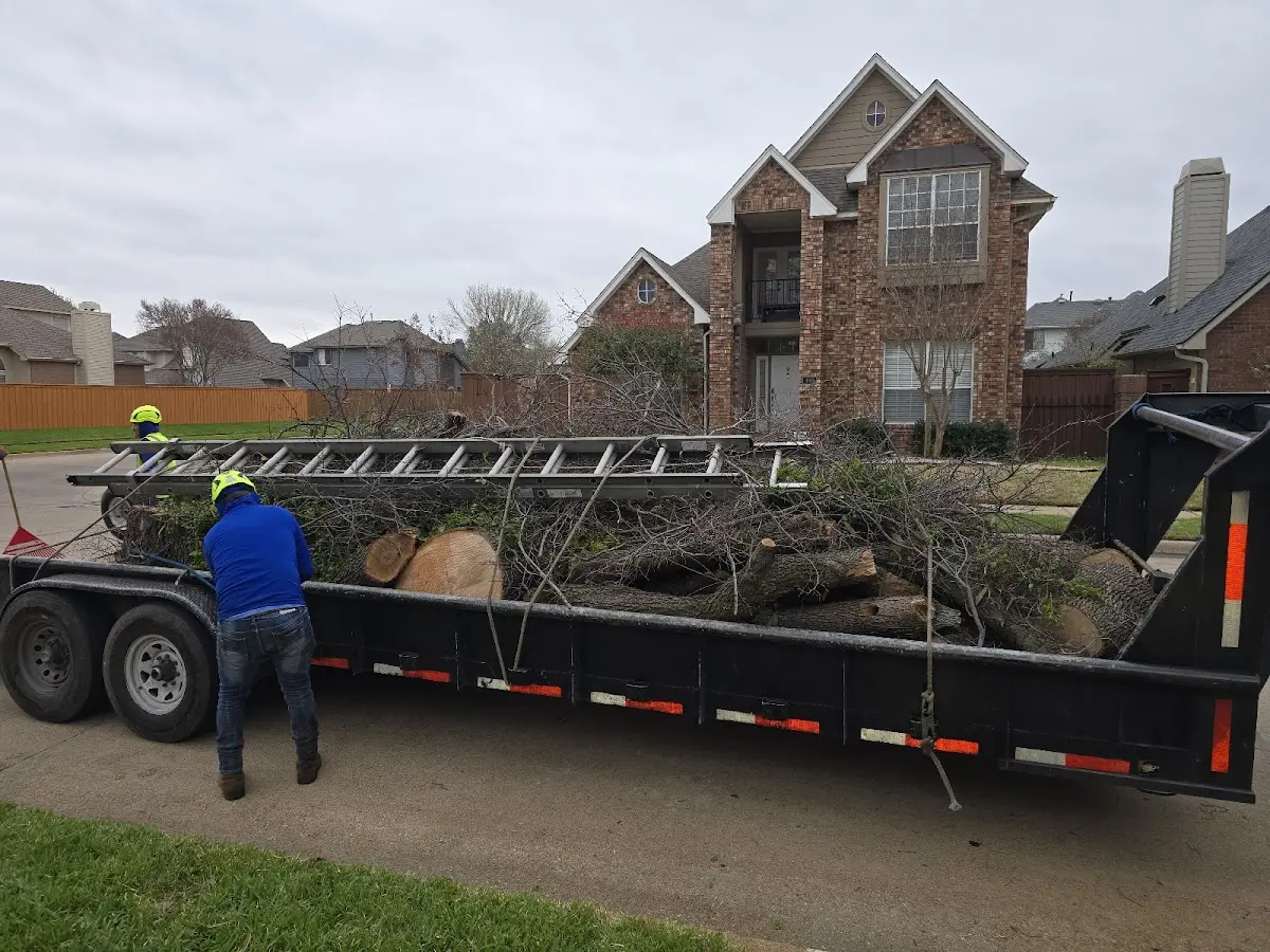 Expert Tree Removal with proper safety equipment in Fossil